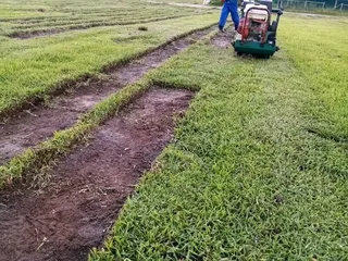 Supply and installa buffalo grass