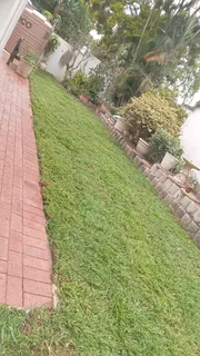 Roll on lawn Kikuyu grass and buffalo grass