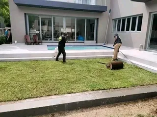 Roll on lawn Kikuyu grass and buffalo grass