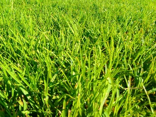 Roll on lawn Kikuyu grass
