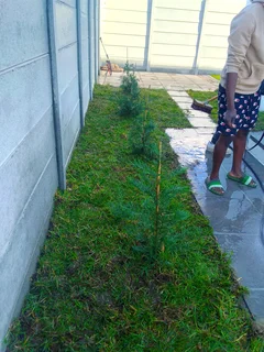 Roll on lawn Kikuyu grass