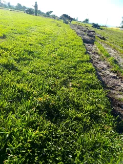 Roll on lawn Kikuyu grass