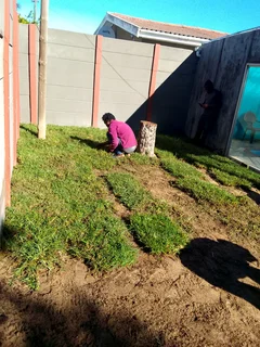 Supply and installa Kikuyu grass
