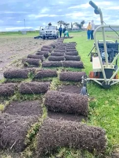 Supply and installa Kikuyu grass