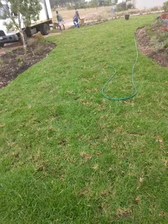 Roll on lawn buffalo grass and Lm Berea grass