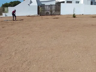 Roll on lawn buffalo grass and Lm Berea grass