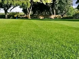 Roll on lawn Lm Berea grass and buffalo grass