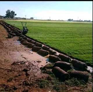 Roll on lawn Lm Berea grass and buffalo grass