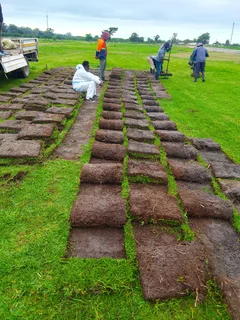 Roll on lawn buffalo grass