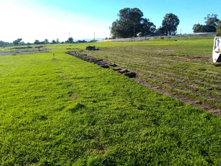 Roll on lawn buffalo grass