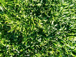 LM Berea grass.      Cynadone grass and buffalo grass. Supply and installa