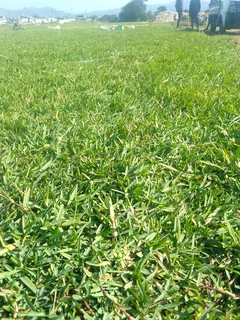 LM Berea grass.      Cynadone grass and buffalo grass. Supply and installa
