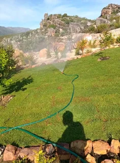 Roll on lawn Lm Berea grass