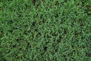 Cynadone grass and compost weed free