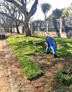 Cynadone grass and compost weed free