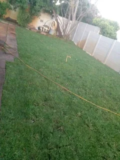 Roll on lawn buffalo grass