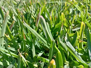 Supply and installa Lm Berea grass and Kikuyu grass