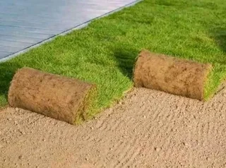 Roll on lawn Kikuyu grass