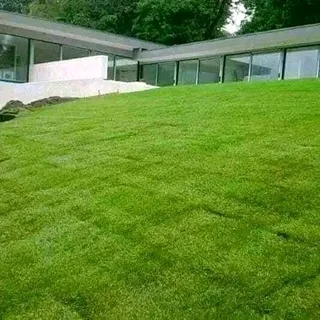 Roll on lawn Lm Berea grass