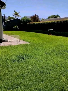 Roll on lawn Lm Berea grass