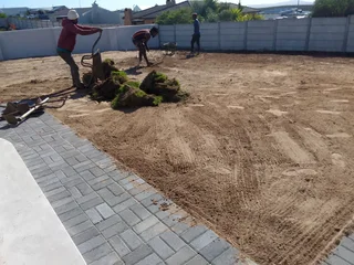 Roll on lawn Lm Berea grass