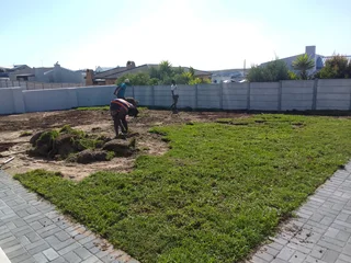 Roll on lawn Lm Berea grass