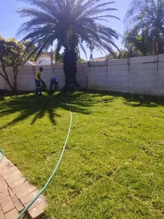 GREEN AND FRESH GRASS STRAIGHT FROM THE FARM  WhatsApp number 067270780