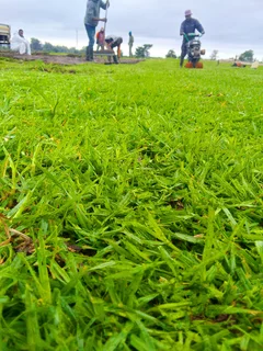 Supply and installa call type of national grass