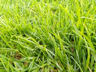 Supply and installa call type of national grass
