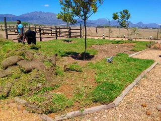 Roll on lawn  Kikuyu grass and buffalo grass weed free