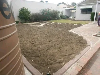 Fresh and green Kikuyu grass