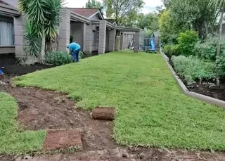 Fresh and green Kikuyu grass