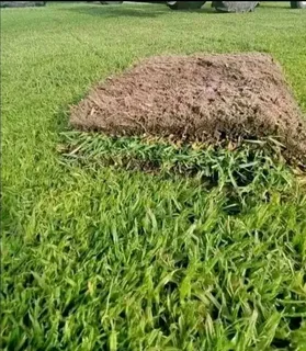 Fresh and green Kikuyu grass