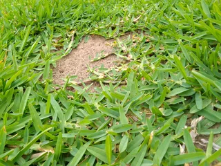 We supply and installa buffalo grass