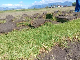 Roll on lawn Kikuyu grass