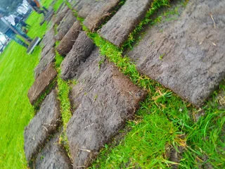 Kikuyu grass ,/Cynadone grass,&amp; Lm Berea grass