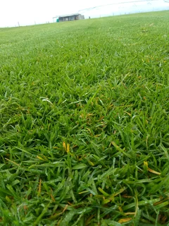 Kikuyu grass ,/Cynadone grass,&amp; Lm Berea grass