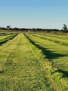 Roll on lawn Lm Berea grass