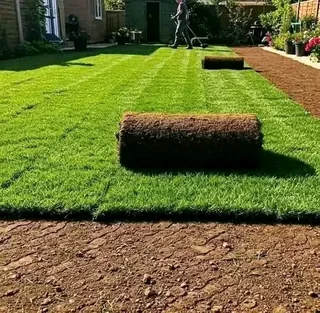 Delivery and installa buffalo grass