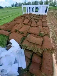 Delivery and installa buffalo grass