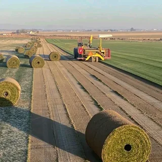 Roll on lawn Kikuyu grass