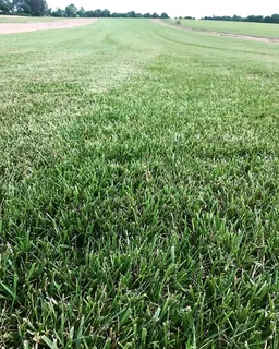 Roll on lawn Kikuyu grass