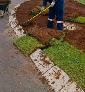 Roll on lawn Kikuyu grass