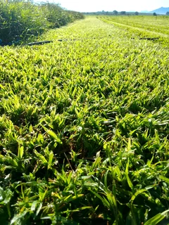 Supply and installa Kikuyu grass