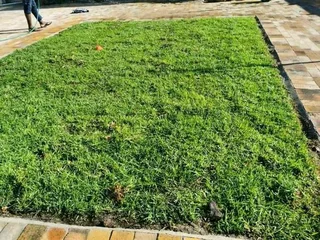 Supply and installa Kikuyu grass