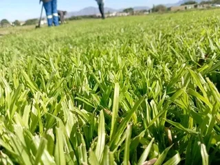 LM Berea grass and Kikuyu grass