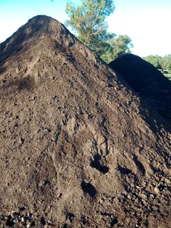 LM Berea grass and Kikuyu grass