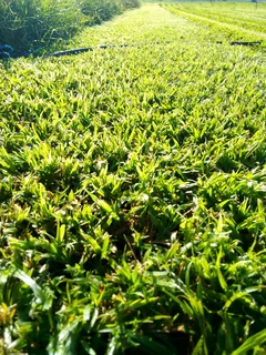 LM Berea grass and Kikuyu grass