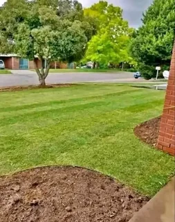 GREEN AND FRESH GRASS STRAIGHT FROM THE FARM  WhatsApp number 067270780