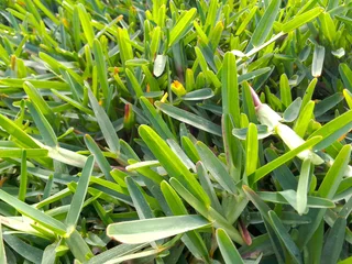 Supply and installa buffalo grass and Cynadone grass